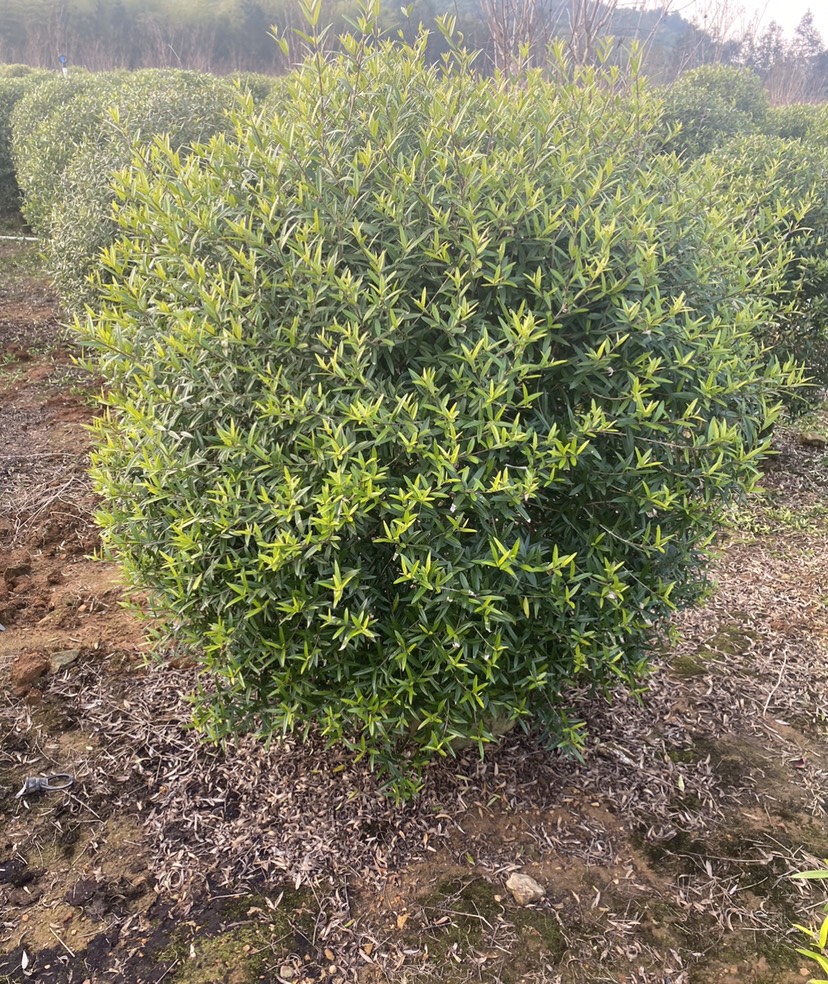 木犀榄 木樨榄球精品球60-120厘米袋苗，具体需要请联系详谈。